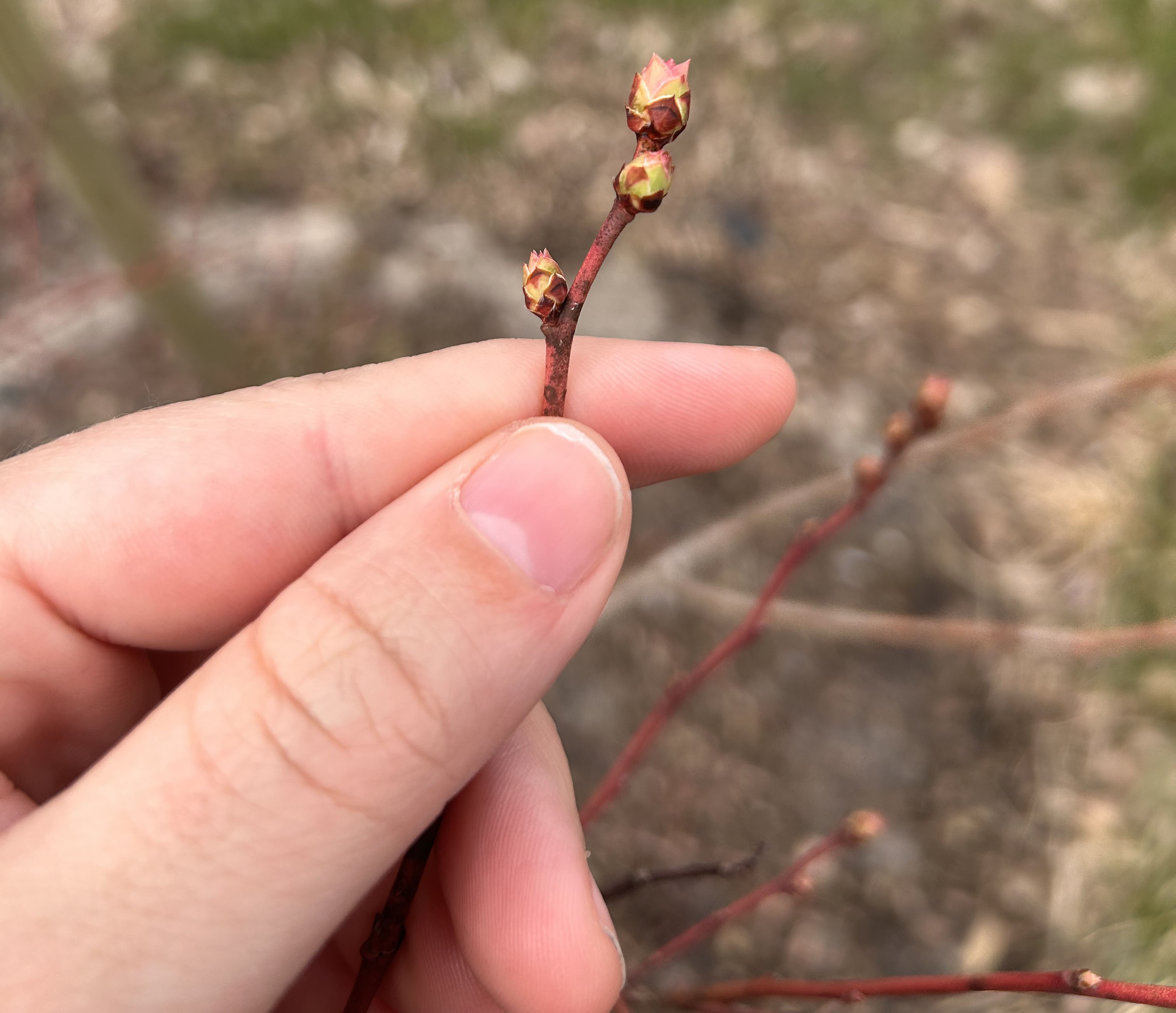 A blueberry bud starting to swell.